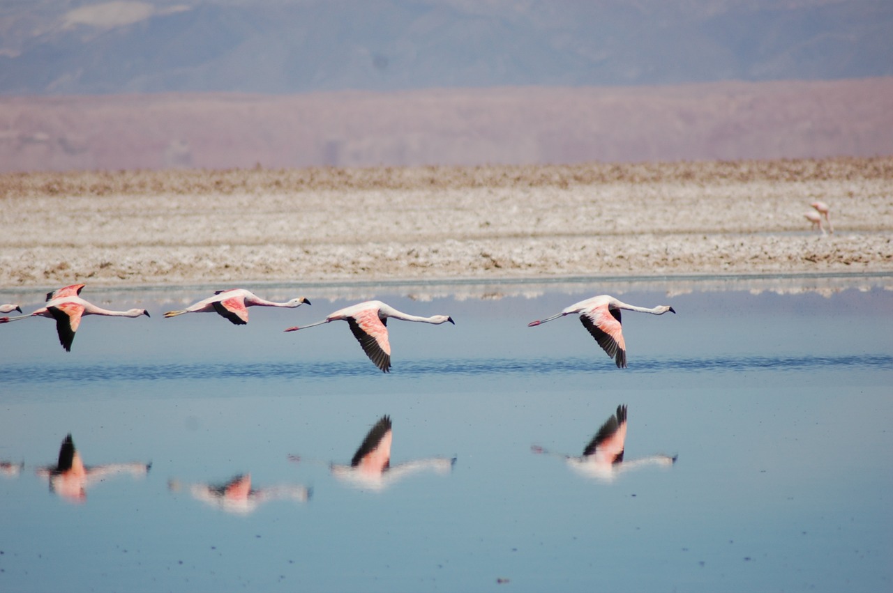 flamingo-4497673_1280